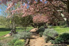 bartholomew estate hiking tree blossoms