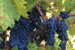 ripened grapes on vine