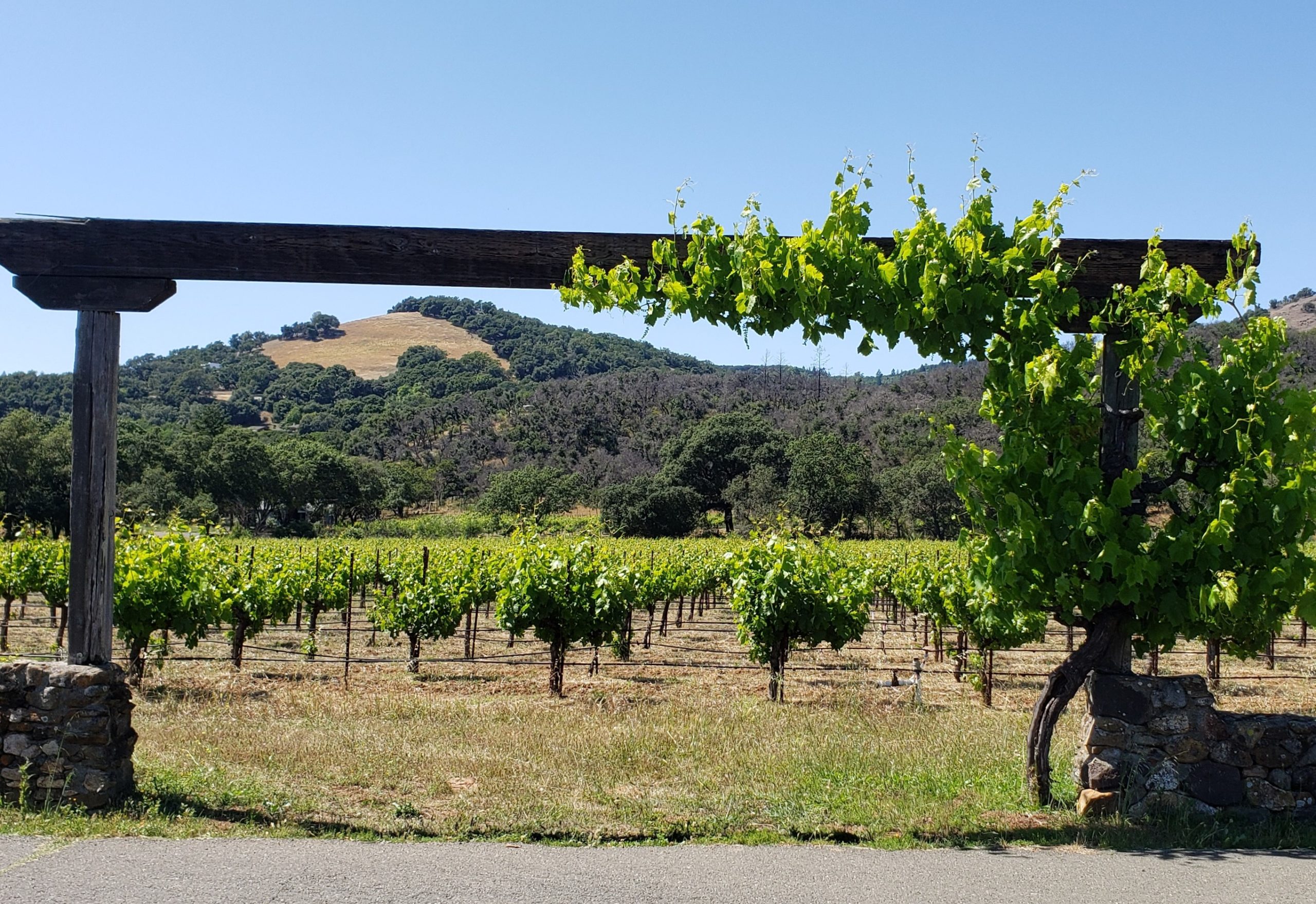 Vineyard framed by arbor with Sonoma hills in background