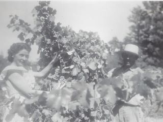 Antonia Bartholomew in the vineyards