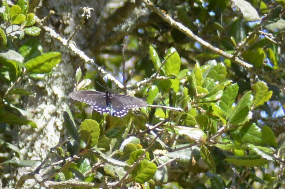 Butterfly on the Oak Knoll at Bartholomew Estate