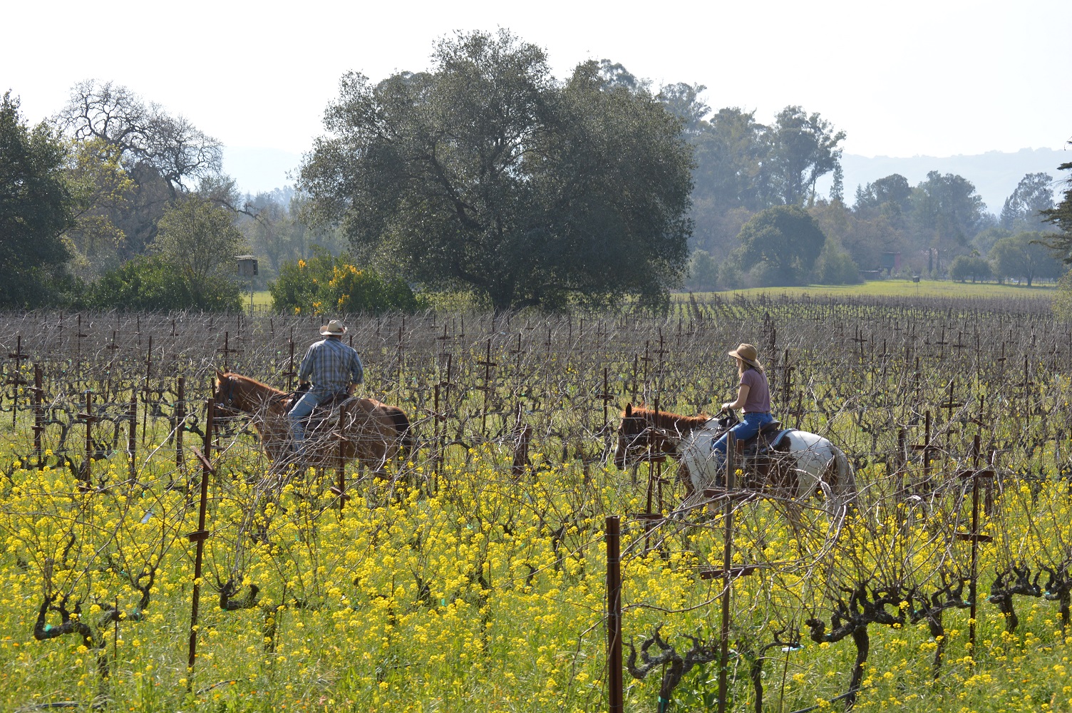 Riders in syrah block at Bart Estate – reduced