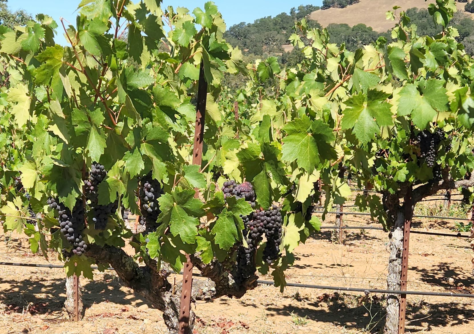 rows of zinfandel grapes on the vine at Bartholomew Estate