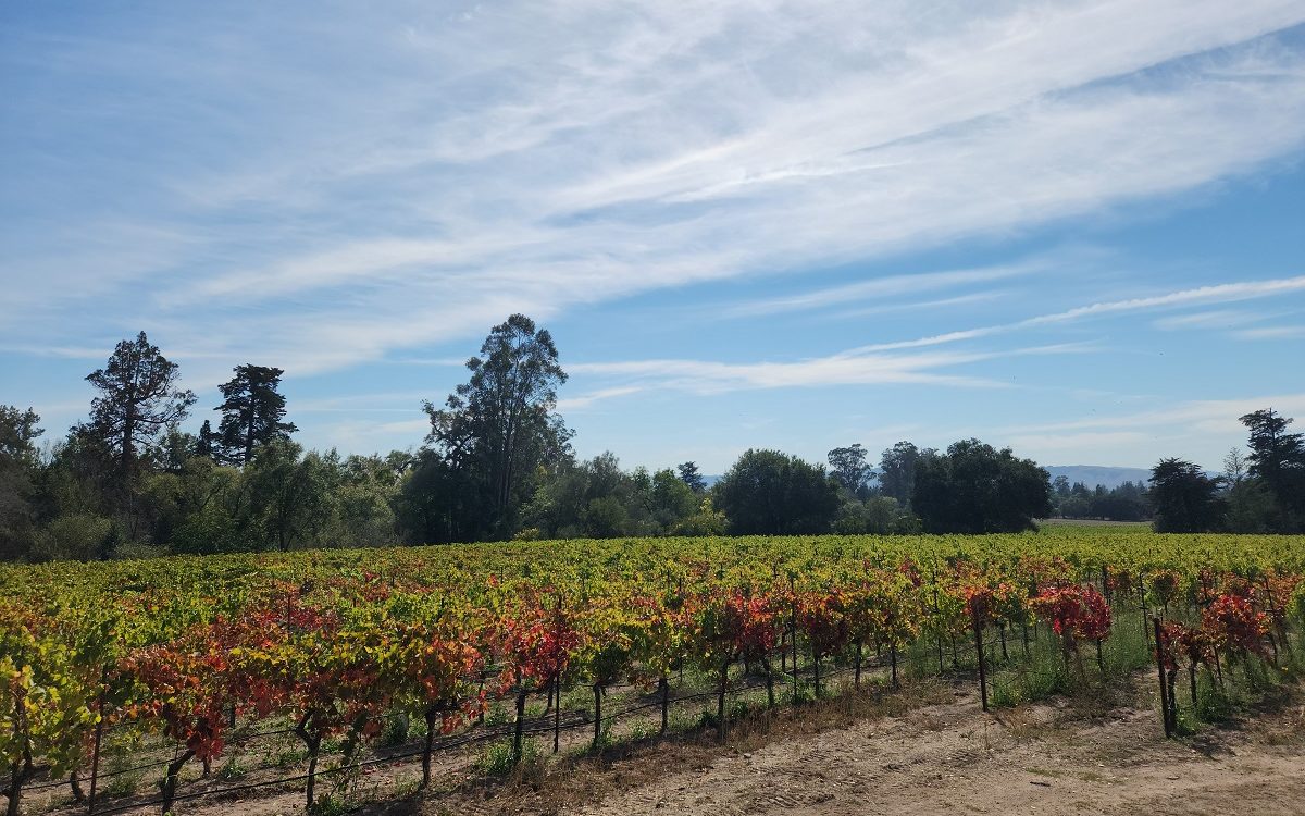 Fall vineyard view
