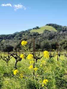 close-up picture of mustard in vineyard