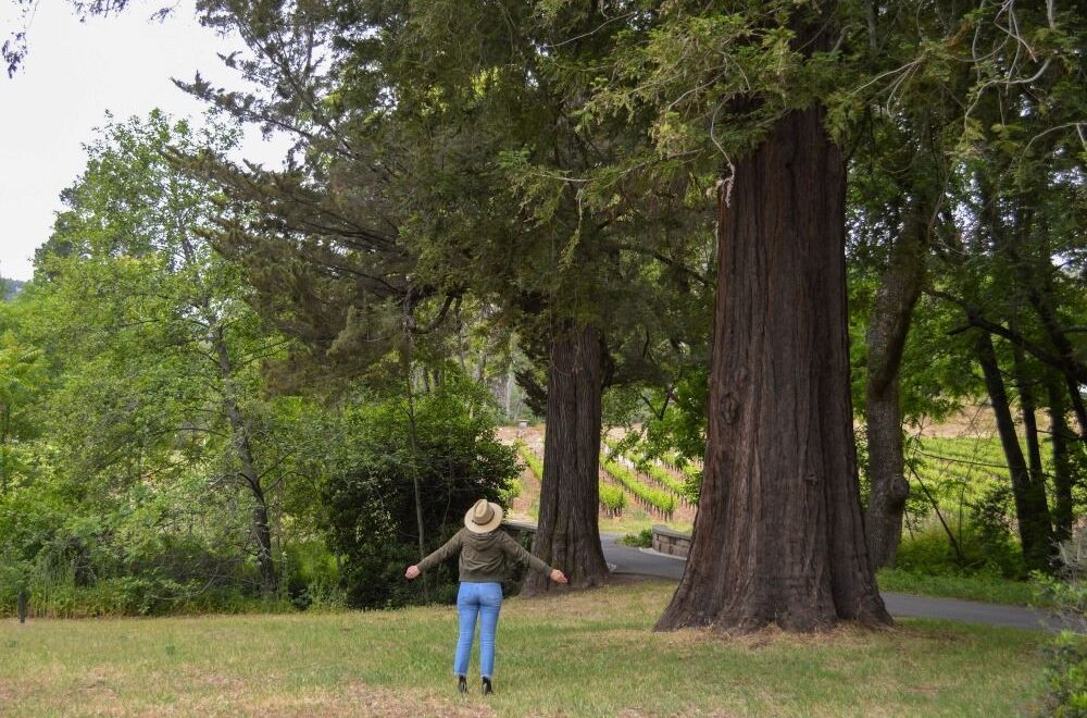 Forest Bathing at Bart Estate Winery Sonoma – DSC_0594 -3×2 WEB
