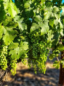 close up of cabernet sauvignon clusters growing on vine mid summer