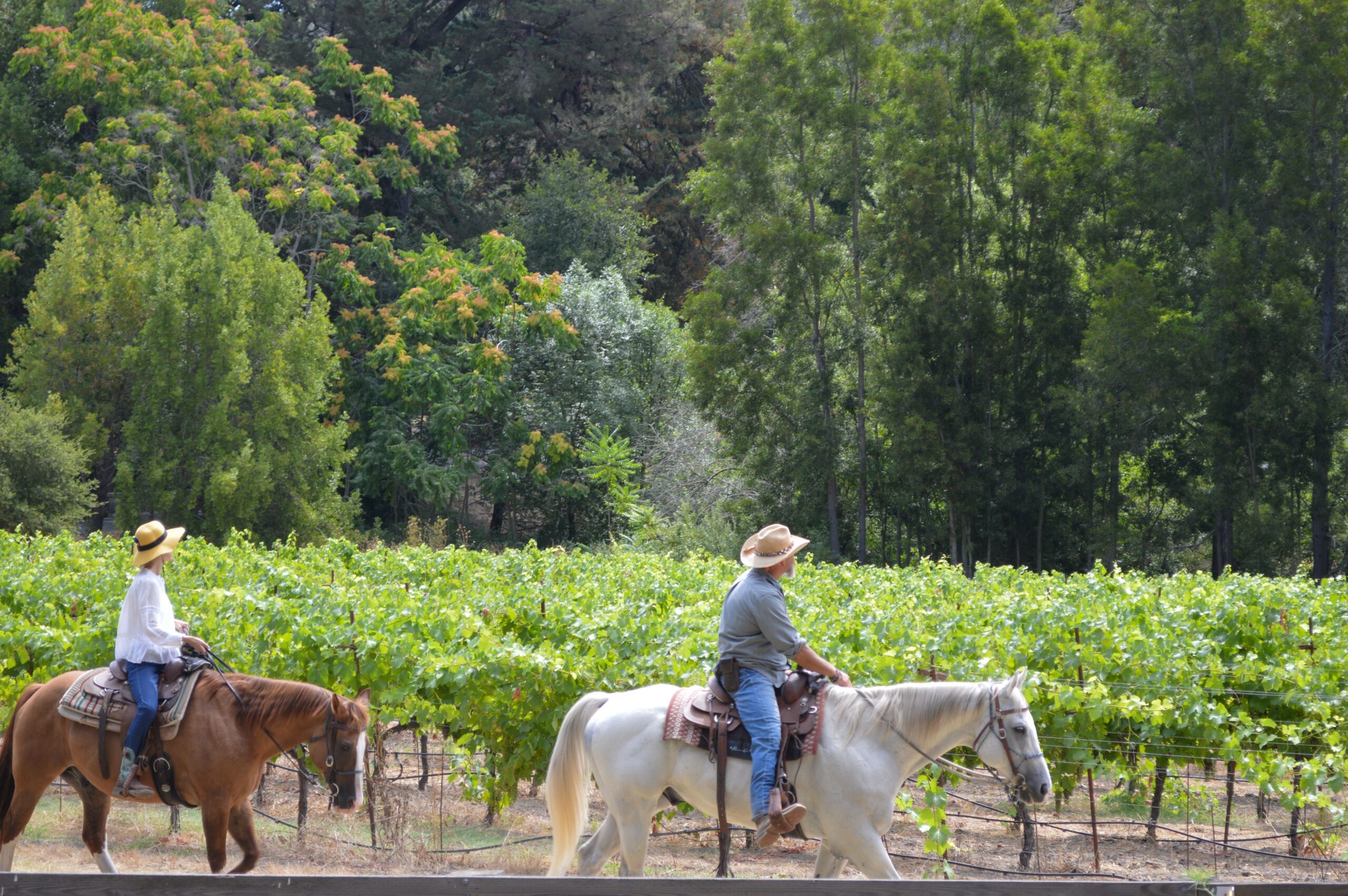 Bartholomew Estate Winery Summer Trail Ride throught the Vineyard – Michelle.Hogan WEB