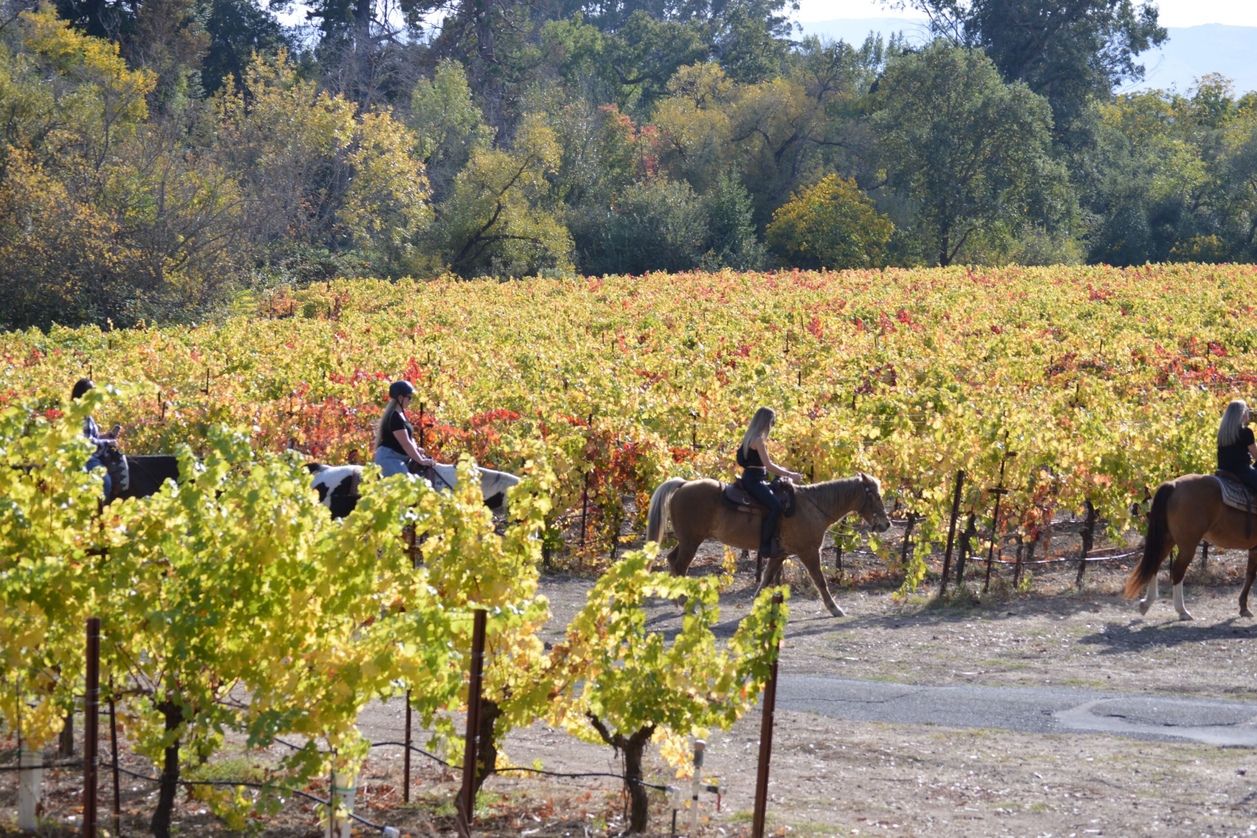 Fall Horse ride throught vineyard REDUCED – DSC_0403