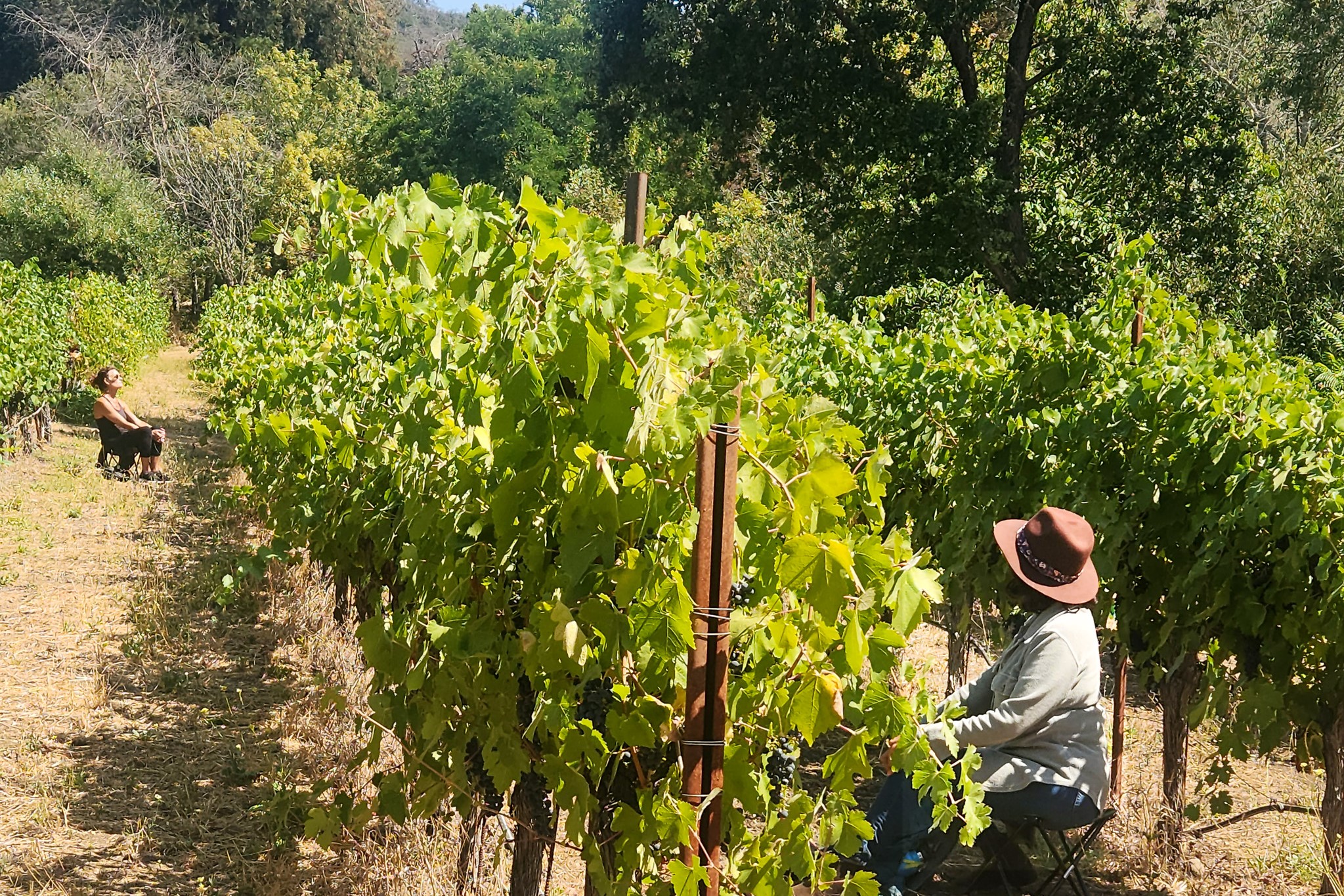 Forest -Vineyard Bathing at Bartholomew Estate Winery – WEB – Michelle Hogan