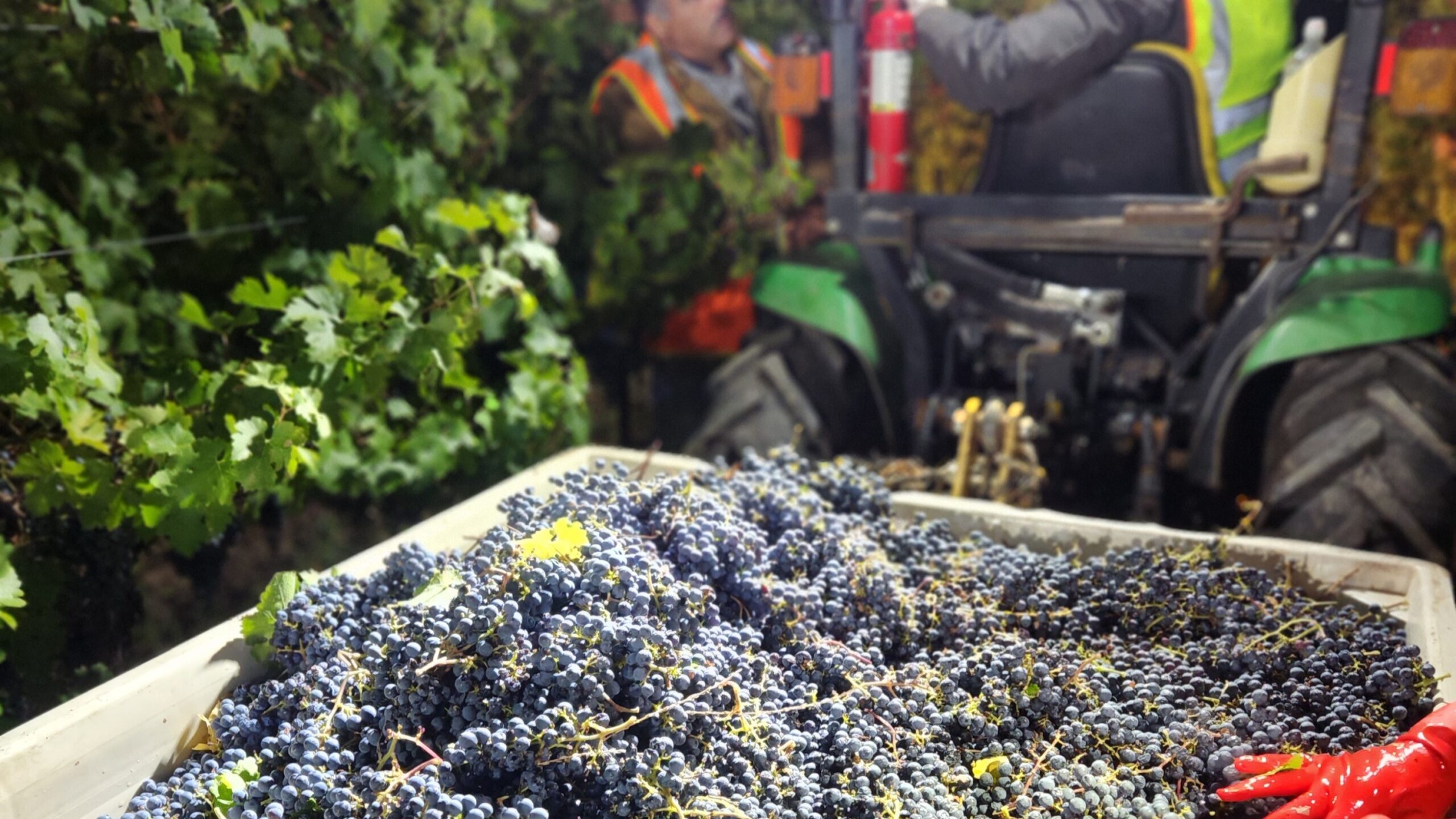 Vineyard crew harvesting cabernet sauvignon grapes at night