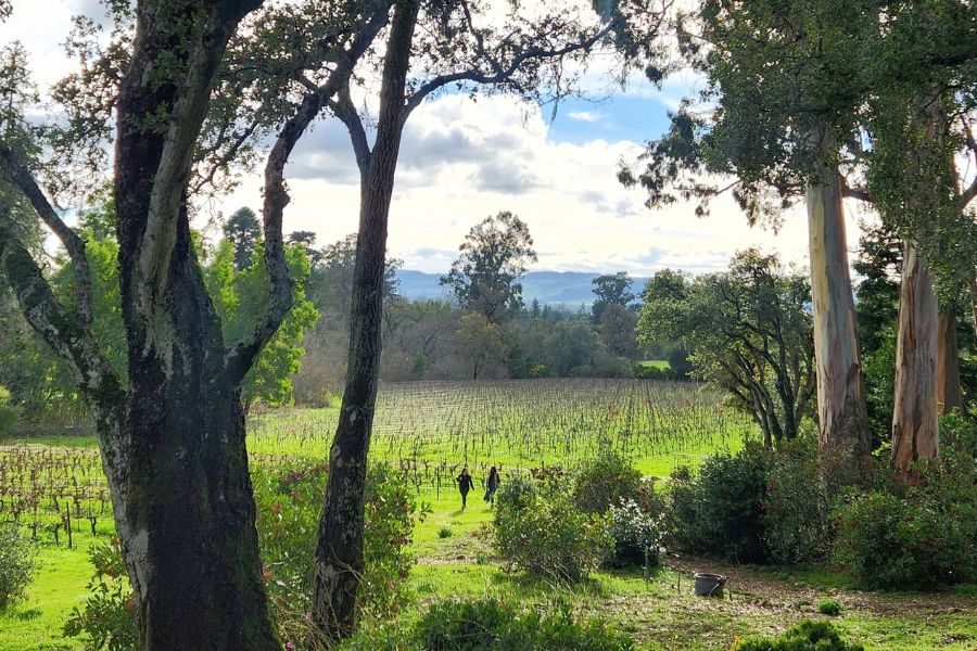 Winter Wellness Forest Bathing